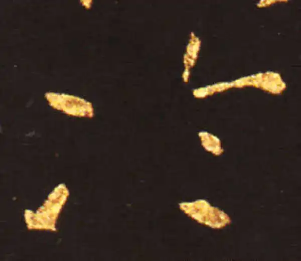 王献之·草书·冷