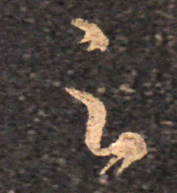 王羲之·草书·足