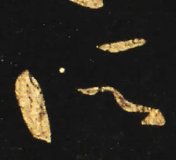 王献之·草书·所