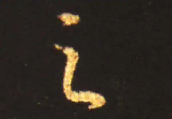 王献之·草书·足