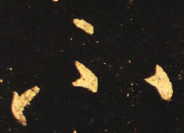 王献之·草书·不