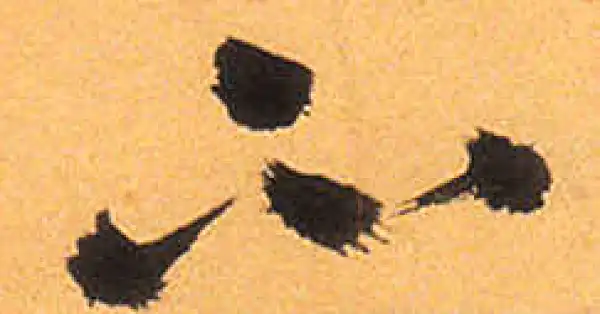 祝允明·草书·不