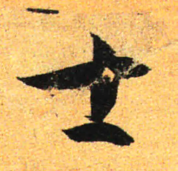 孙过庭·草书·士