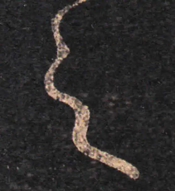 王羲之·草书·之