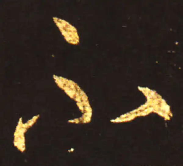 王献之·草书·不