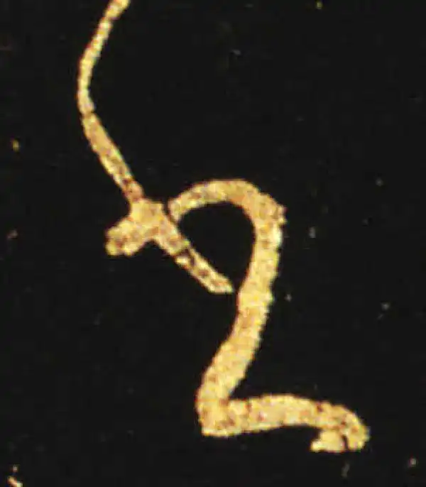 王献之·草书·書