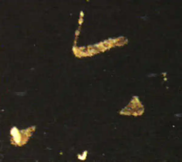 王献之·草书·六