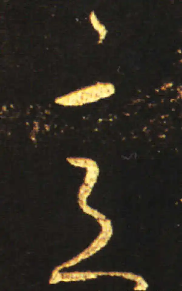 王献之·草书·意