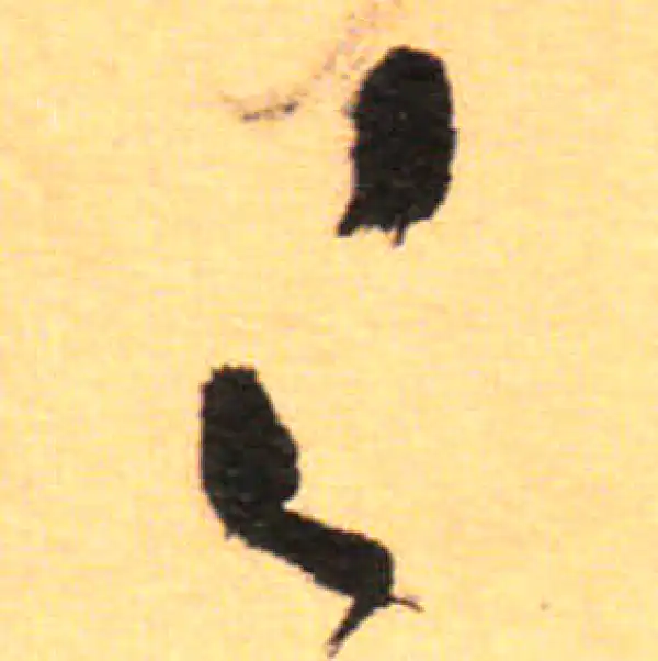 祝允明·草书·之