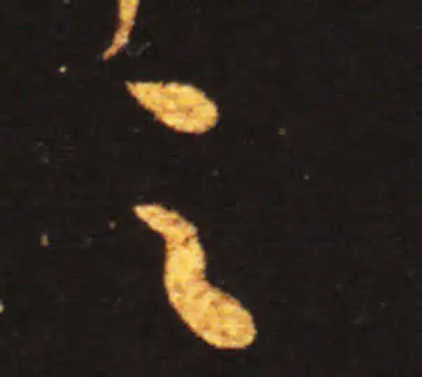 王献之·草书·足