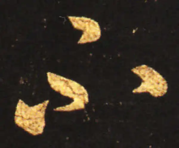 王献之·草书·不