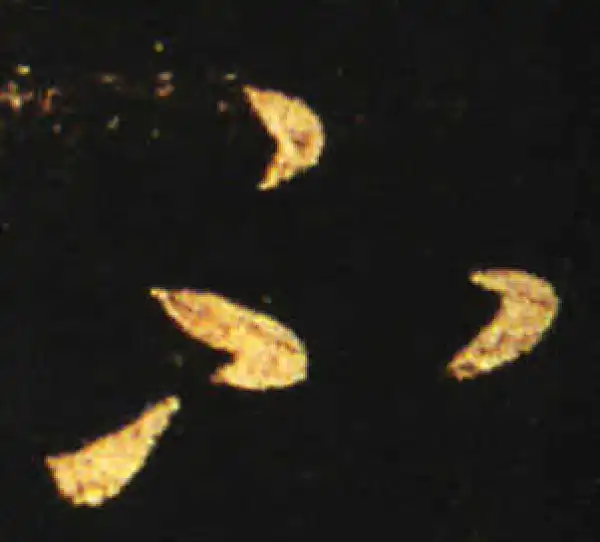 王献之·草书·不