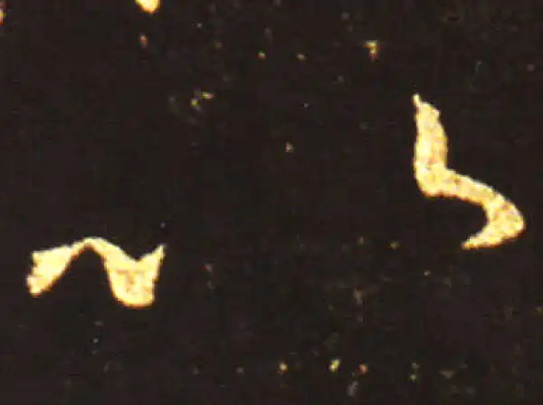 王献之·草书·以