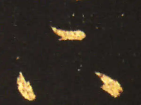 王献之·草书·下