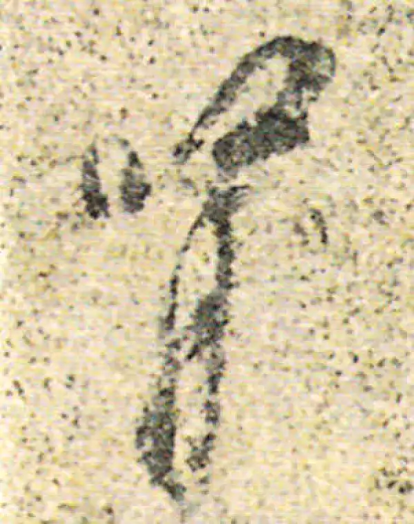 杨凝式·草书·腎