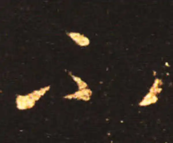 王献之·草书·不