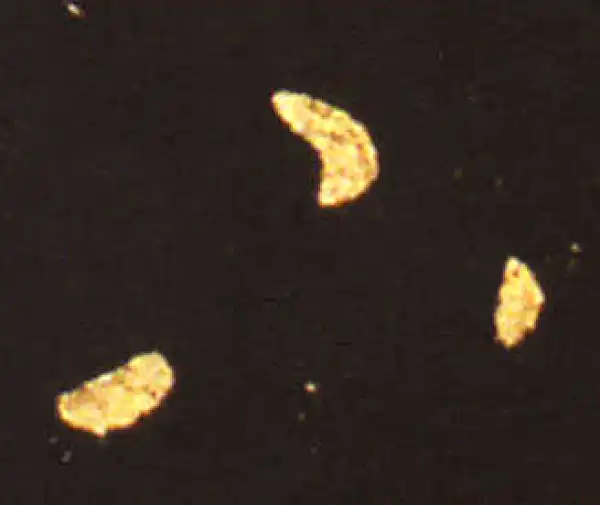 王献之·草书·下