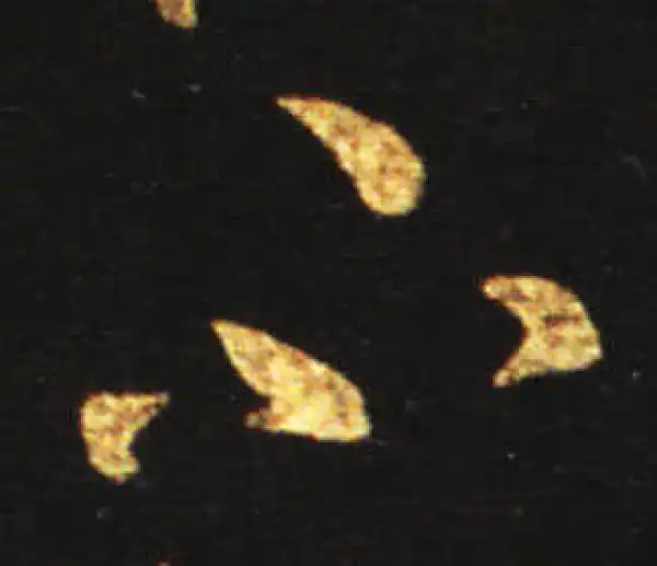 王献之·草书·不