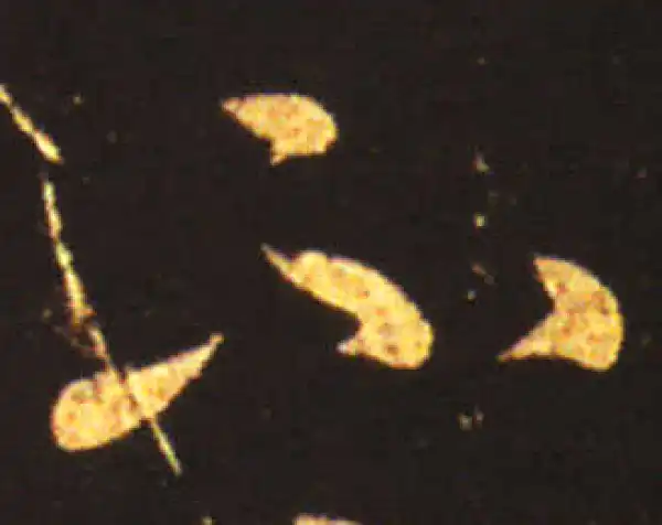 王献之·草书·不