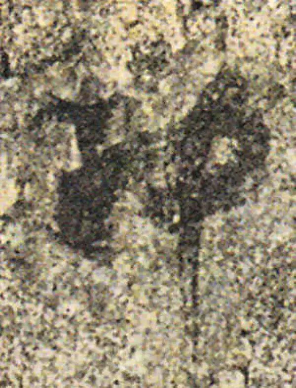 杨凝式·草书·神