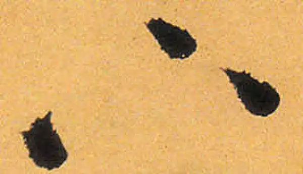 祝允明·草书·下