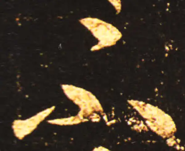 王献之·草书·不