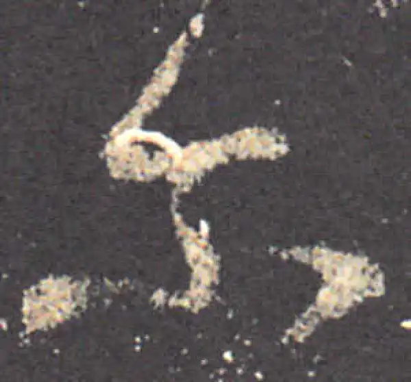 王羲之·草书·爾