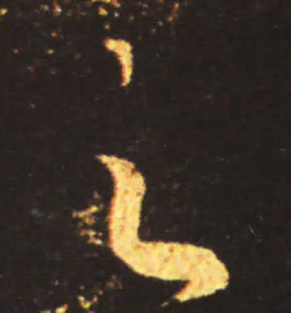 王献之·草书·足