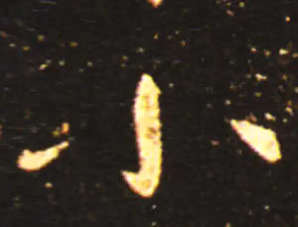 王献之·草书·小