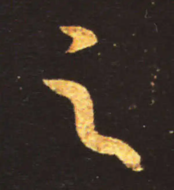 王献之·草书·之