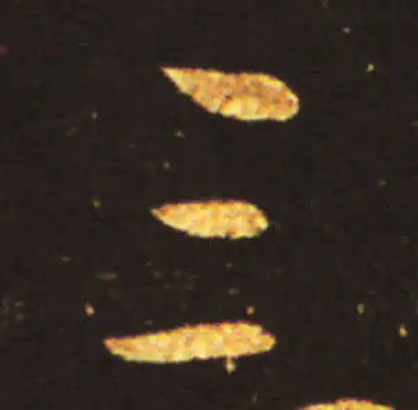 王献之·草书·三