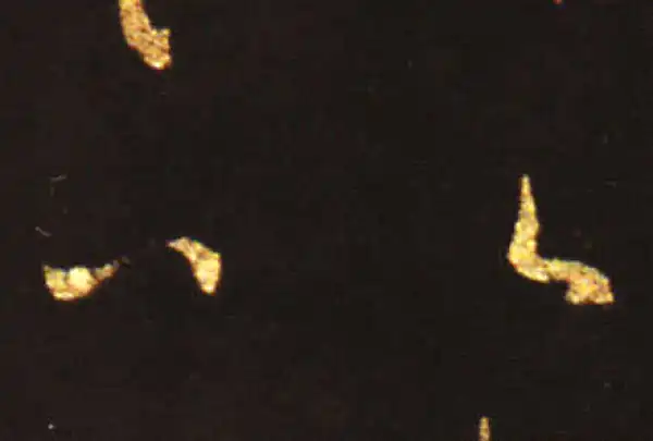 王献之·草书·以