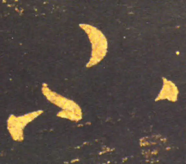 王献之·草书·不