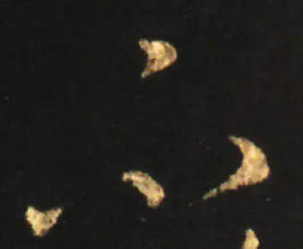 王献之·草书·不