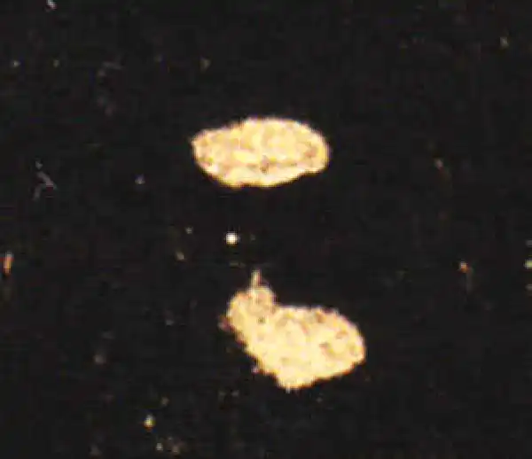 王献之·草书·二