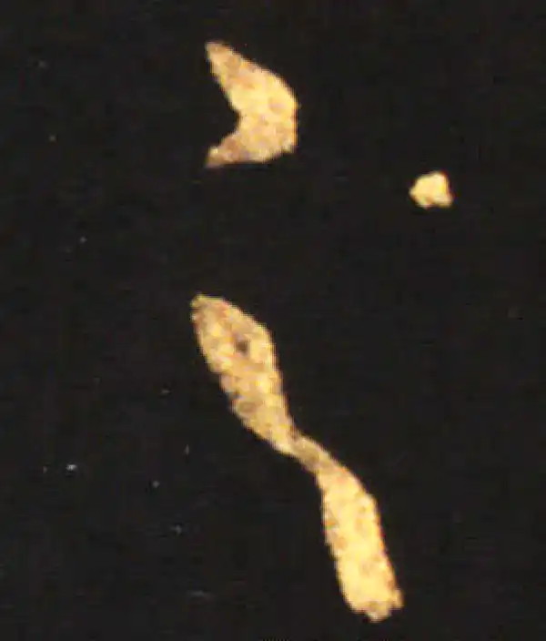 王献之·草书·之