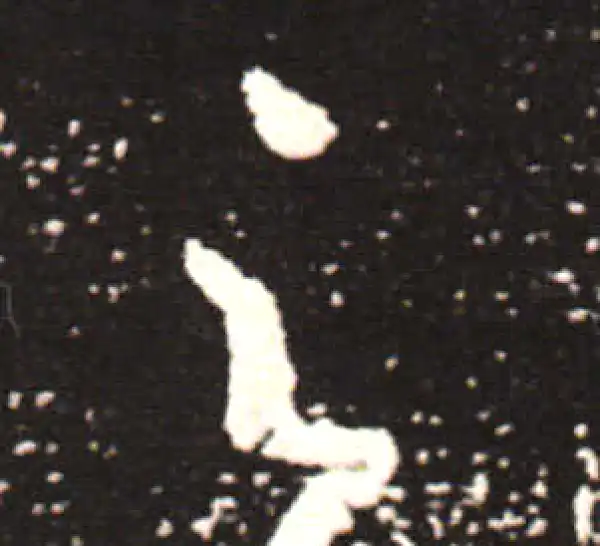 王献之·草书·之