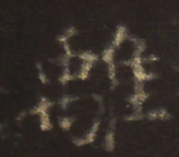 王献之·楷书·离