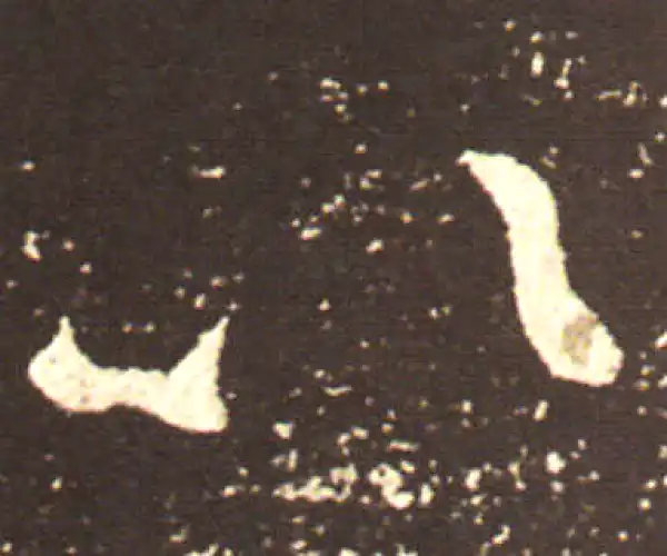 王献之·行书·以