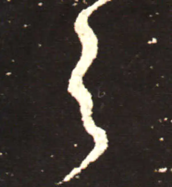 王献之·行书·之