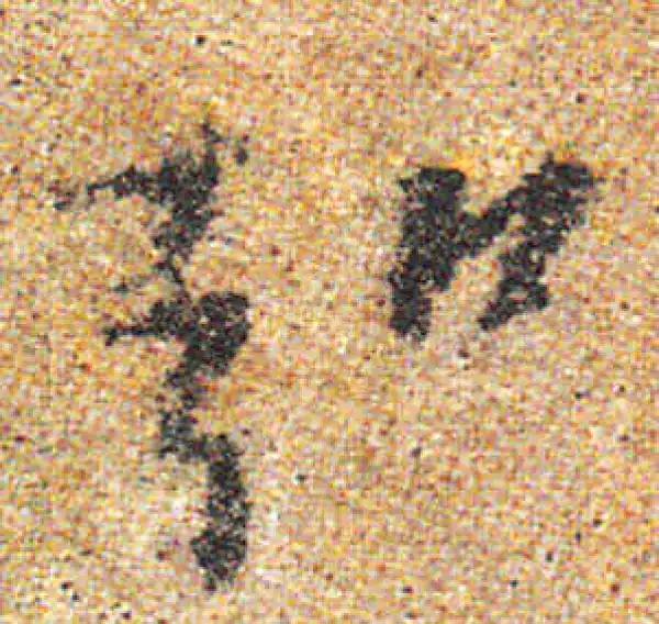 杨凝式·行书·弘