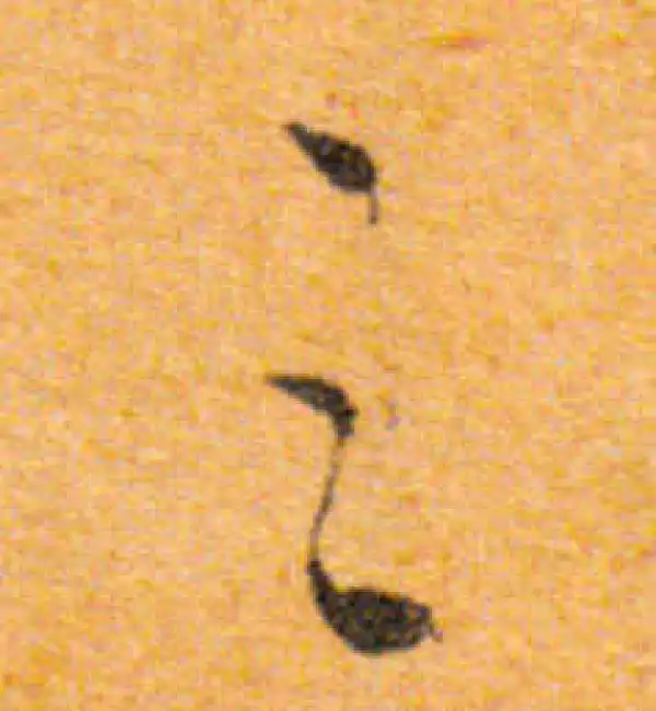 文徵明·行书·之