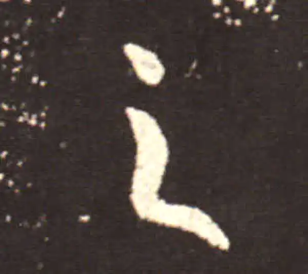 王献之·行书·之