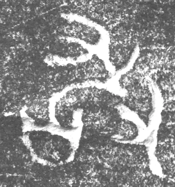 金文·四十三年逨鼎·敢