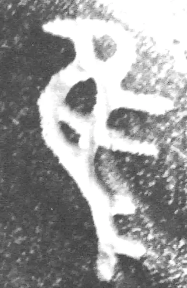 金文·裘卫盉·隹