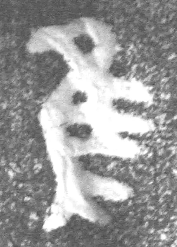 金文·(冬戈)簋·隹