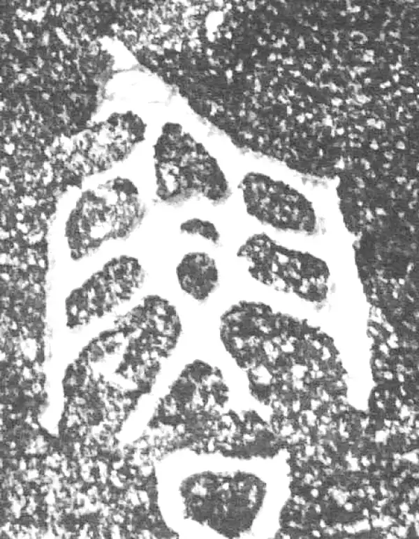 金文·四十三年逨鼎·魯