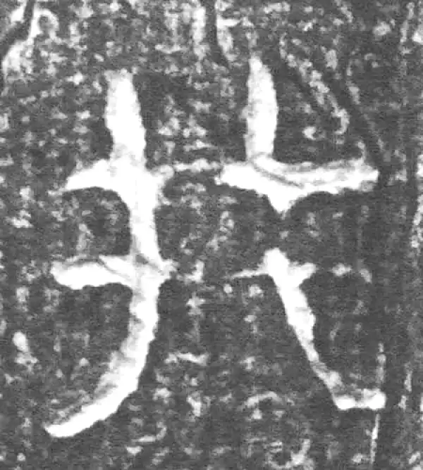 金文·四十二年逑鼎乙·井