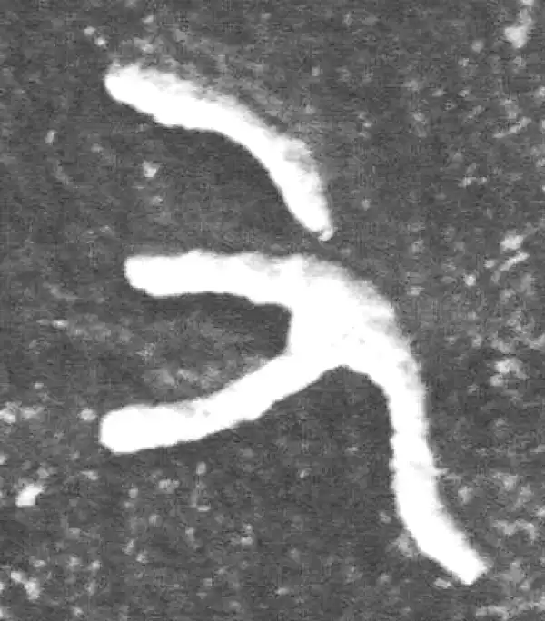 金文·裘卫簋·又