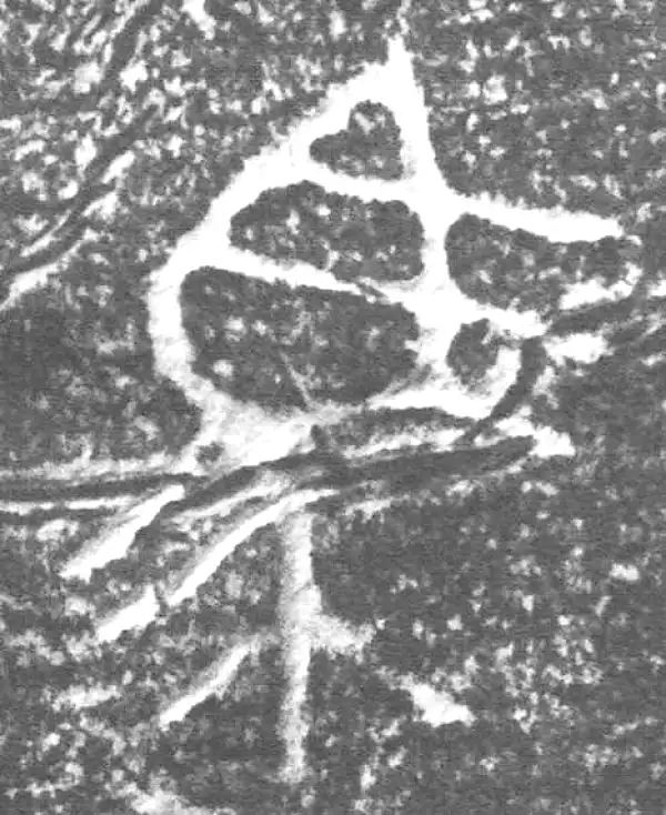 金文·四十三年逨鼎·馬